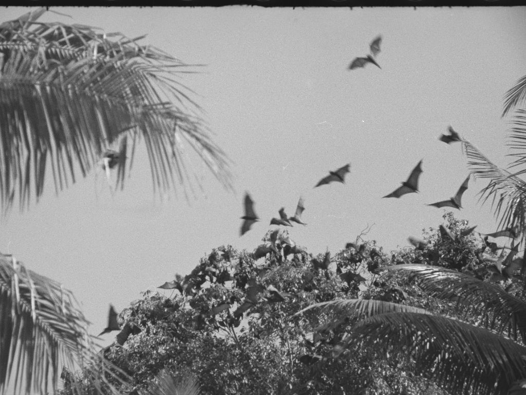 Schwarz-weiss Fotografie von fliegenden Flughunden, im Vordergrund Palmblätter.